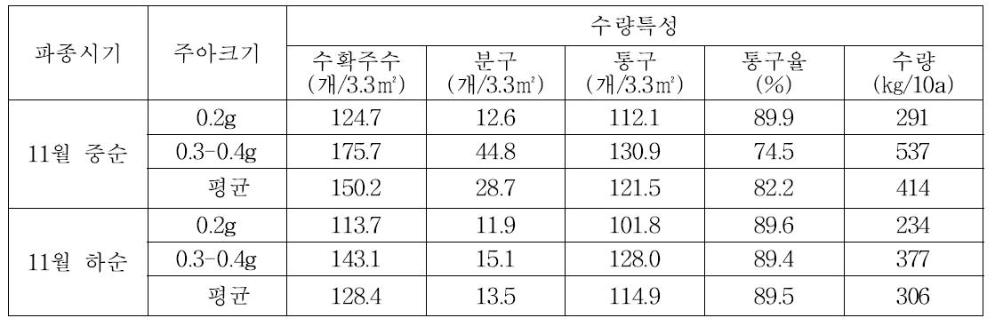 파종시기 및 주아크기별 수량특성