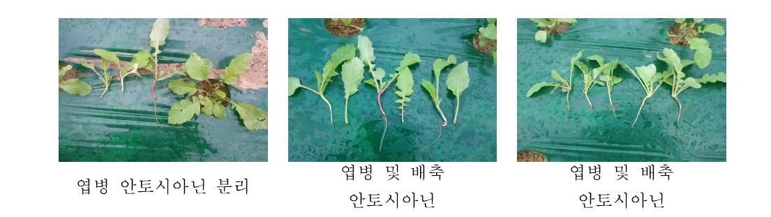 무 배축 및 엽병 안토시아닌 분리 (2012, F1세대)