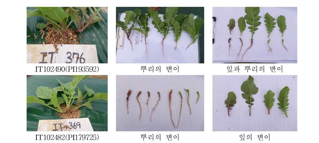 무 배축 안토시아닌에 따른 뿌리의 분리 (2012, F1세대)