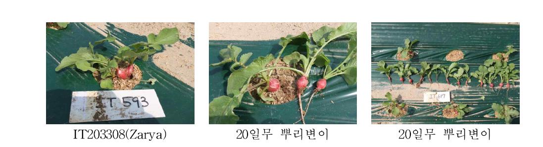 20일무 품종의 뿌리 변이 (2012, F1세대)