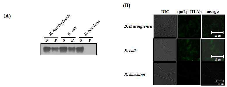 Microbial binding of recombinant A. cerana apoLp-III.