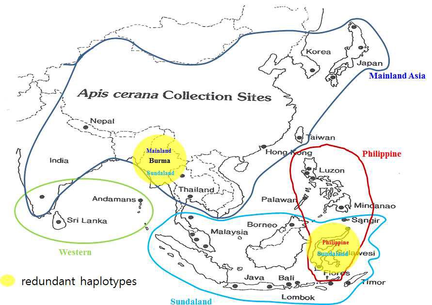 Geographic clustering of A. cerana. Each colour circle represents clustering detected by PAUP analysis, revealing four major groups (Mainland group, Phillippine group, Western group, and Sundaland group).