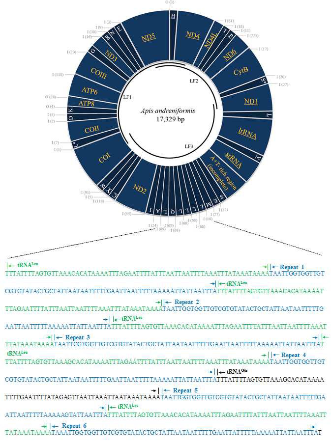 Circular map of the Apis andreniformis mitochondrial genome with the tandemly repeatedtRNA-Leu(CUN) region sequences. Four additional tRNA-Leu(CUN) were found between tRNA-Met and tRNA-Gln, and one additional tRNA-Leu(CUN) was found between tRNA-Gln and tRN-AAla. A nearly identical 68-bp long repeat sequence (repeats 1–6) abutted the 5′-end of each additional tRNA-Leu(CUN) and tRNA-Gln.