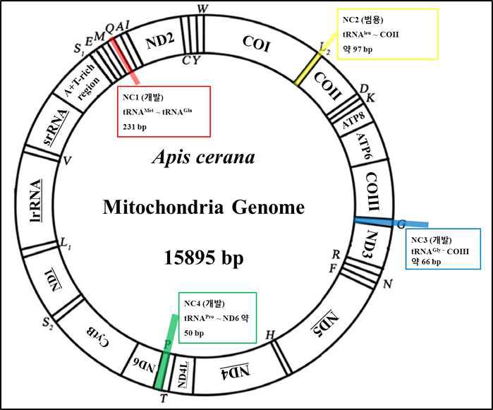 Apis cerana mitochondrial genome map