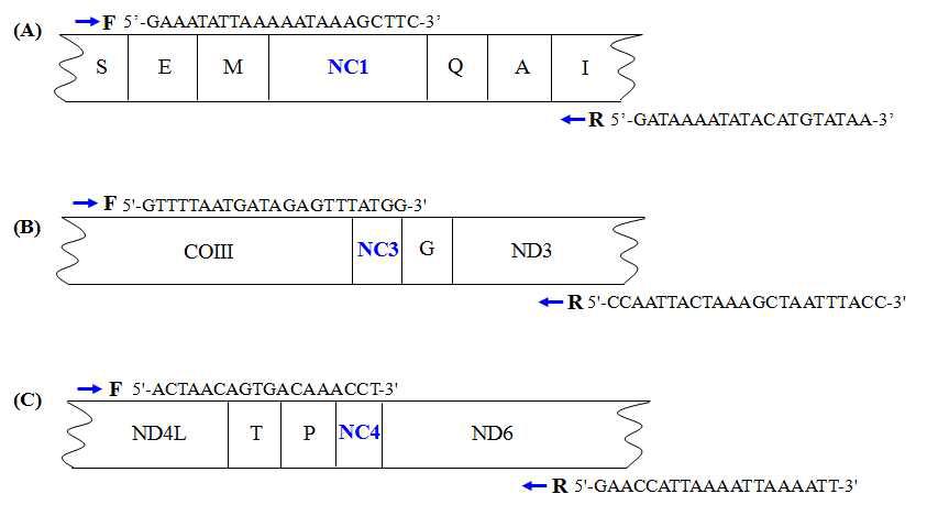 Locations of three major non-coding regions located in the A. cerana mitochondrial genome. Positions ofSer Ile(A) NC1 located between tRNA and tRNA , NC3 located between COIII, and ND3 NC4 located between ND4L and ND6. S, E, M, Q, A, I, G, T and P, respectively, indicate tRNASer, tRNAGlu, tRNAMet, tRNAGln, tRNAAla, tRNAIle, tRNAGly, tRNAThr, and tRNAPro, respectively.