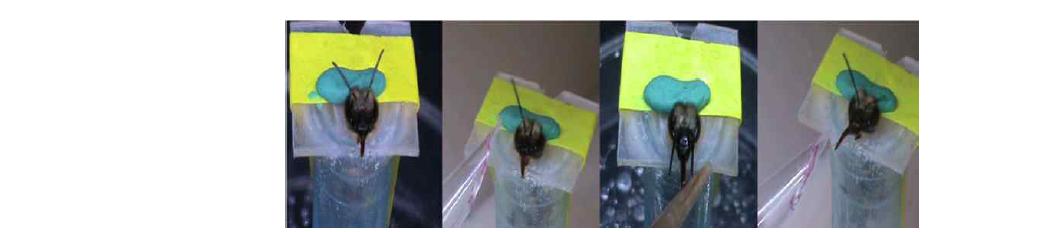 대표적인 꽃 향기 성분을 이용하여 동서양 꿀벌간의 학습과 기억에 대한 차이를 확인하기 위한 실험.