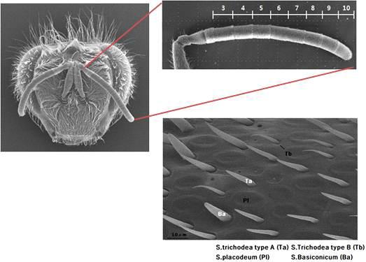 꿀벌 안테나에서의 특이적 섬모의 분포 양상과 동서양 꿀벌간의 각 섬모의 분포 및 개수를 확인하는 전자현미경 사진