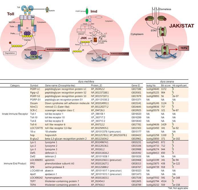 서양벌에서 알려진immune related pathway 유전자 homology search