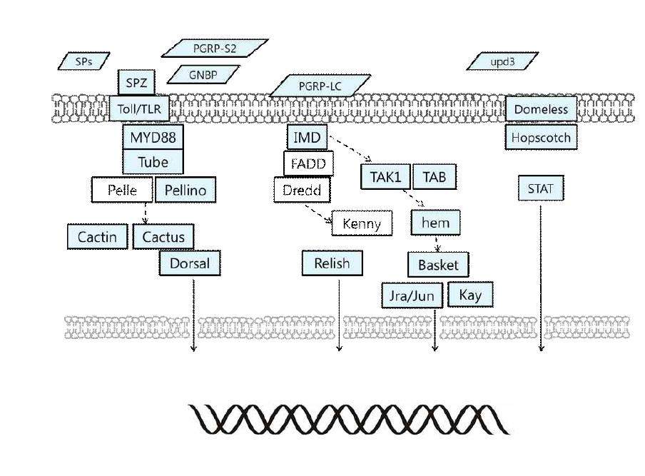 Candidate immune related pathways in A. cerana
