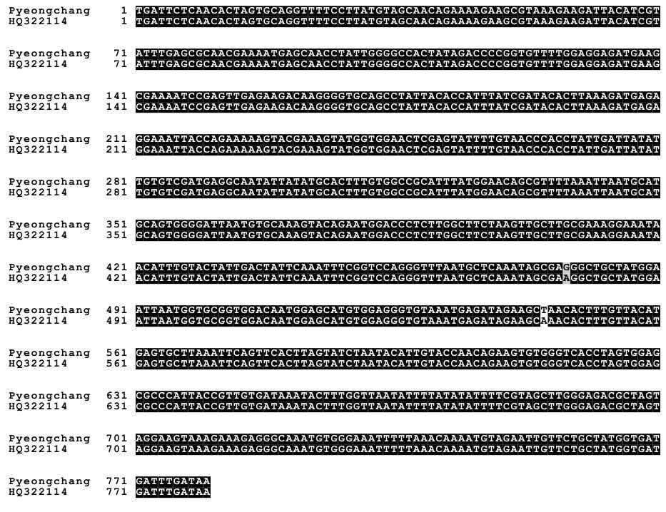 Sequence alignment of RNA dependent RNA polymerase (RdRp) gene. The 0.8 kb RdRp partial sequence of SBV isolated from the Asian honey bee larvae at Pyeongchang, Gangwon-do was aligned to the previously reported SBV Korean isolate sequence to demonstrate 99.7% of sequence identity.