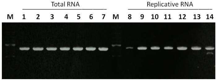 RT-PCR of SBV genomic RNA and replicative RNA strand. M: 100bp molecular size marker; Lane 1, 2, 8, 9: control; Lane 3, 10: 3 dpi; Lane 4, 11: 4 dpi; Lane 5, 12; 5 dpi; Lane 6, 13; 6 dpi; Lane 7, 14: 7 dpi. (dpi: days post infection)