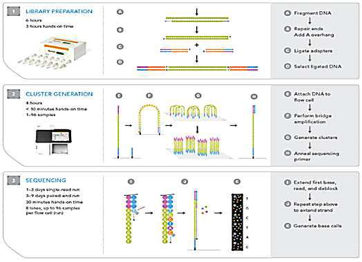 The workflow of Illumina sequencing.