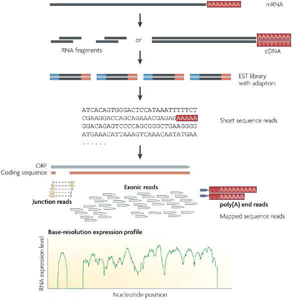 The workflow of de novo assembly of transcriptome to mapping of short sequence reads