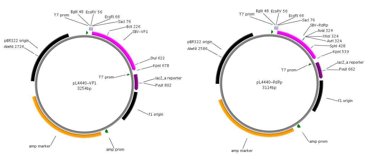 The contructed plasmid vector for dsRNA sysnthesis based on L4440 vector.