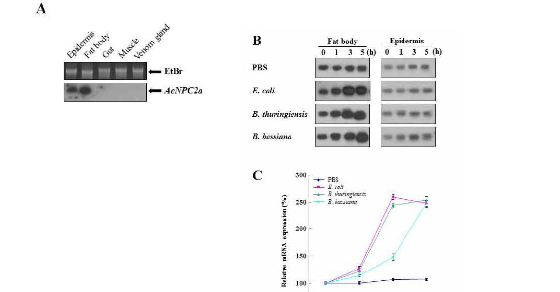 Transcriptional expression profiles of the AcNPC2a gene.