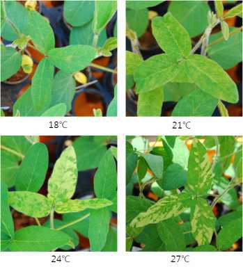 각각 생육온도별 콩의 침묵효과(rbcS) 모습