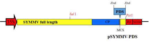 콩 바이러스 SYMMV를 이용한 pSYMMV-PDS의 모식도