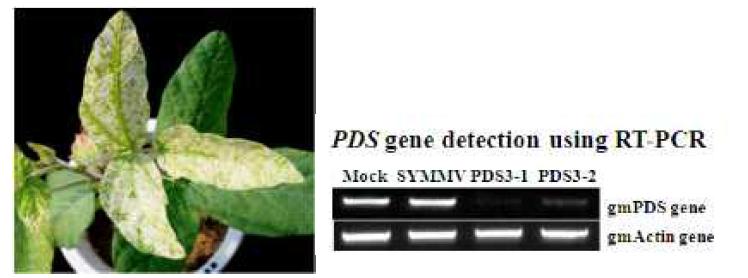 pSYMMV-PDS로 인한 콩의 phynotype