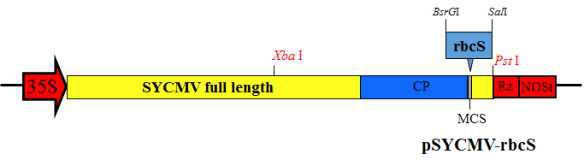SYCMV VIGS 벡터와 pSYCMV-rbcS 의 모식도