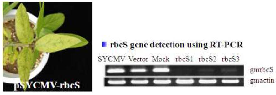pSYCMV-rbcS로 인한 콩의 phynotype