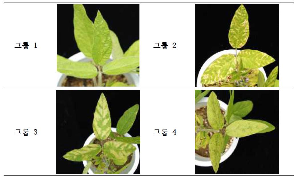 SYCMV-rbcS에 대한 각각의 그룹별 표현형