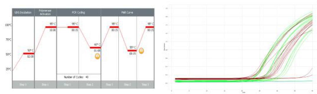 Real-time PCR의 온도 조건과 증폭 곡선