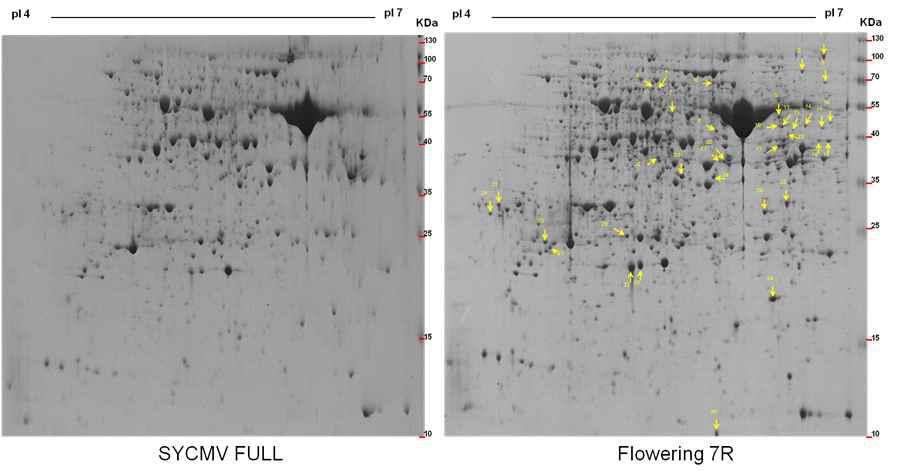 개화촉진 효과가 높은 7R(glyma03g38620.1) knock down개체와 SYCMV-full 접종 개체의 V10 잎에서의 단백질의 2차원 전기영동.