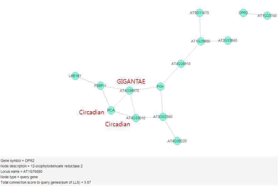 ARANET을 이용한 조기 개화 관련 유전자 네트워크.