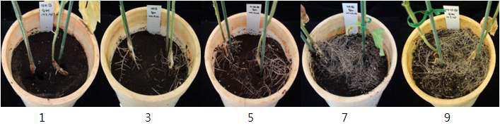 10일간 습해처리 후 나타나는 뿌리분포도