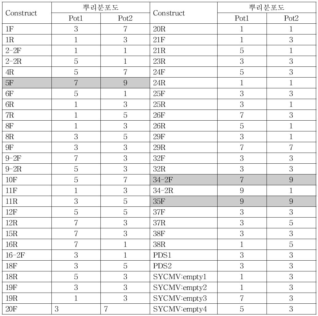 Construct별 습해처리에 따른 뿌리분포도