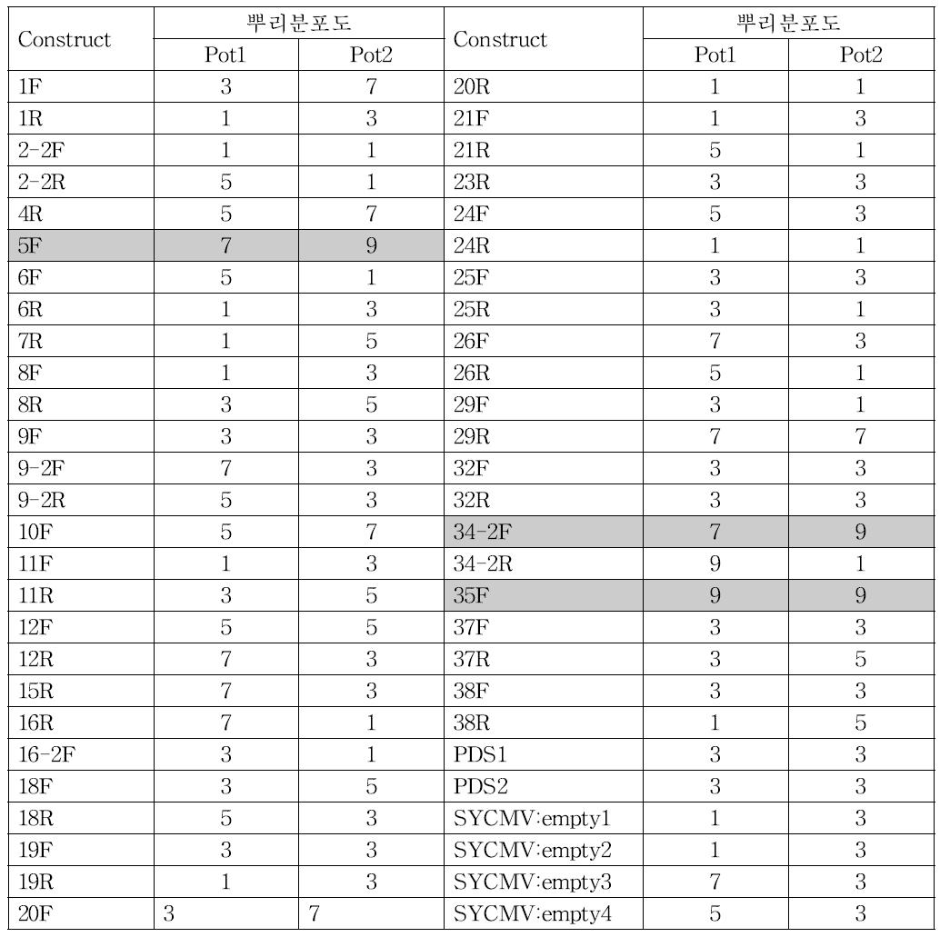 Construct별 습해처리에 따른 뿌리분포도