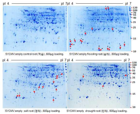 SYCMV:empty 접종후 적습, 습해, 염해, 한해 조건별 단백질의 2차원 전기영.