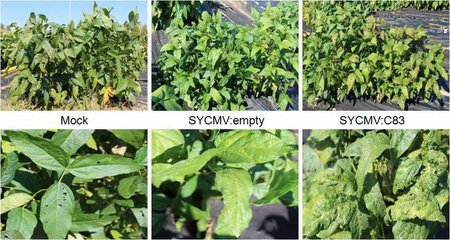 SYCMV:C83 silenced plants의 극심한 바이러스 증상을 보이는 표현형.