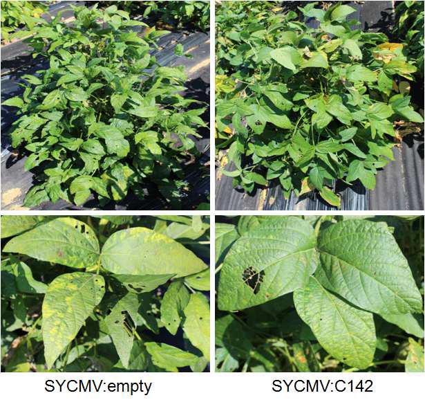SYCMV:C142 silenced plants의 광엽화 된 표현형.