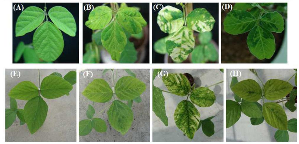 Agrobacterium-mediated 접종 방법에 근거하여, pSYCMV-PDS1 및 pSYCMV-rbcS2 벡터를 이용하여 대두 (Glycine max) 및 돌콩 (Glycine soja)에 접종 실험을 하였다.