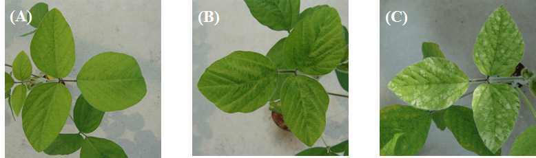 Plasmid DNA rubbing method에 근거하여, pSYCMV-PDS1 벡터를 이용하여 대두 (Glycine max)에 접종 실험을 하였다.