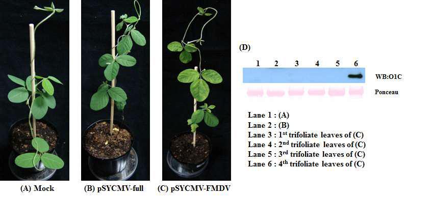 Agrobacterium-mediated 접종 방법에 근거하여, 돌콩에 pSYCMV-FMDV construct의 접종을 실시하였다.