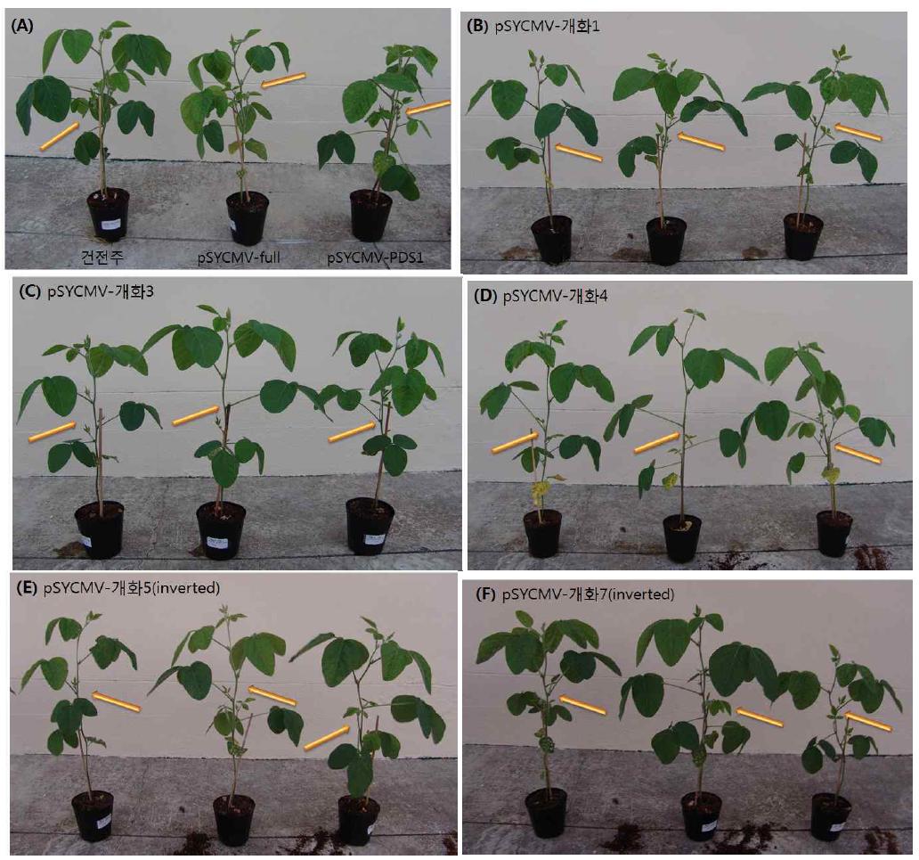 VIGS system을 이용하여 개화관련 유전자를 knock-down 시킨 후 phenotype을 확인하였다.