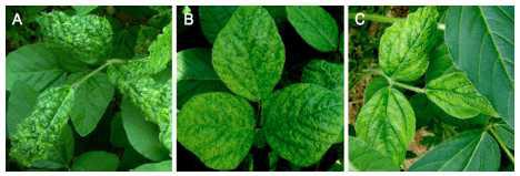 콩 바이러스 감염에 따른 병징: A, Soybean mosaic virus; B, Soybean yellow mottle mosaic virus; and C, Soybean yellow common mosaic virus.