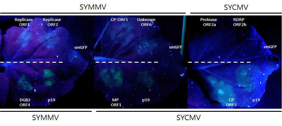 SYMMV, SYCMV ORF의 gene silencing suppressor function 규명
