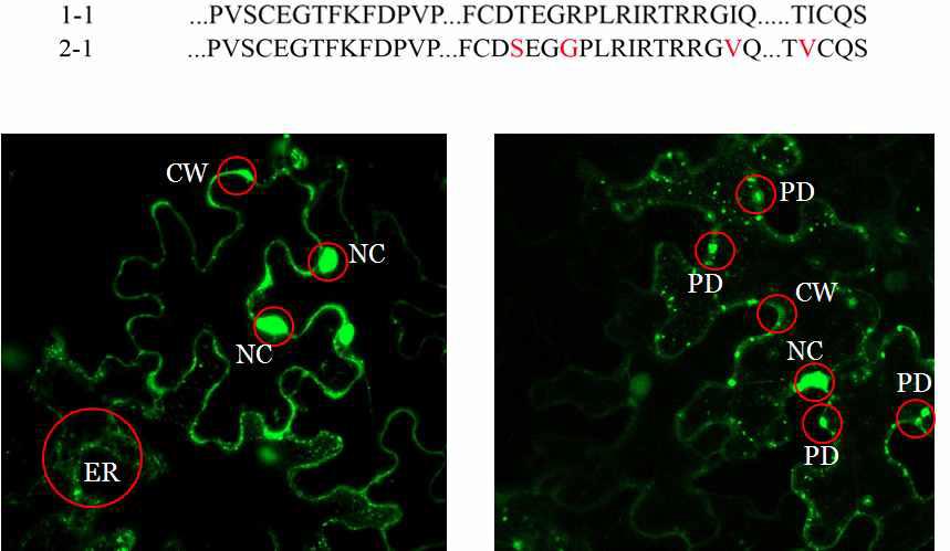 SYCMV ORF1 1-1과 2-1의 아미노산 서열과 localization pattern 차이