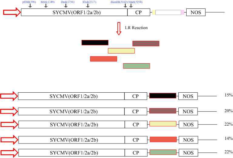 SYCMV Gateway vector 효율 확인