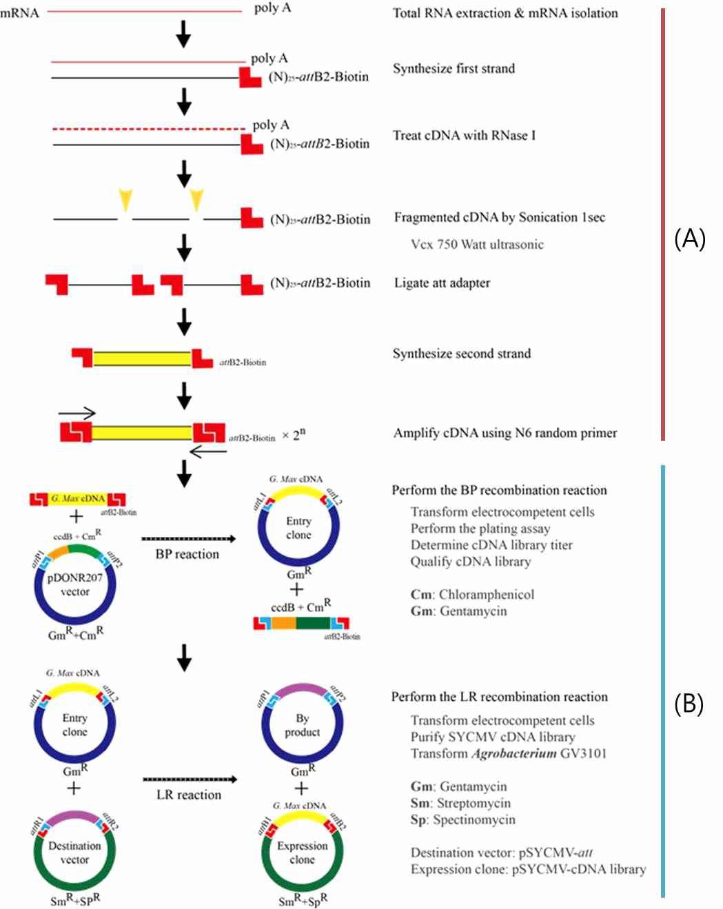 콩 cDNA 제작 flowchart