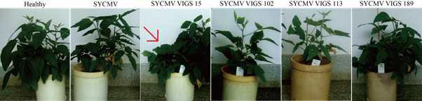 SYCMV VIGS vector 접종에 따른 콩의 표현형 변화