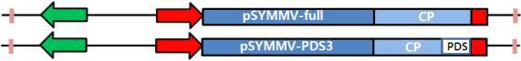 SYMMV VIGS 벡터와 pSYMMV-PDS 의 모식도
