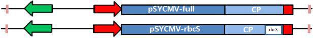 SYCMV VIGS 벡터와 pSYCMV-rbcS 의 모식도