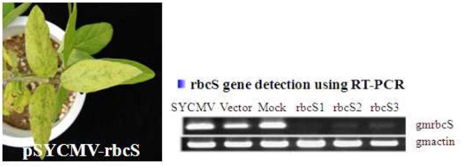 pSYCMV-rbcS로 인한 콩의 phynotype