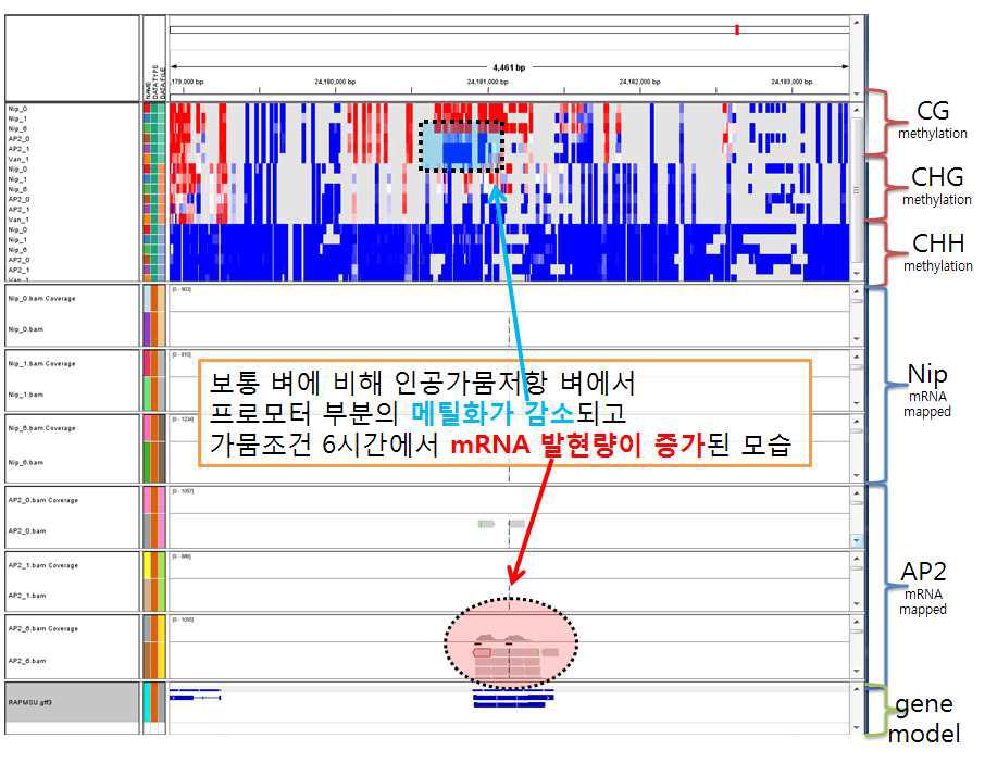 보통 벼에 비해 인공가뭄저항 벼에서 프로모터 지역에서 메틸화가 감소되고 가뭄조건 6시간에서 mRNA 발현량이 증가된 모습