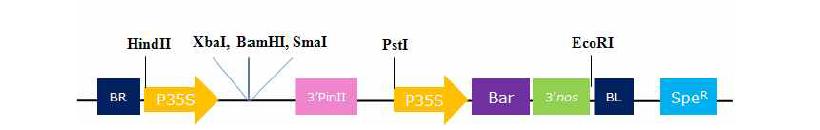 식물 과발현 vector인 pPZP-p35S-3'PinII-Bar.