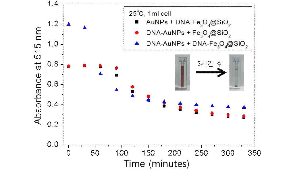 DNA가 도입된 두 입자가 응집되면서 형성하는 금 나노입자의 흡광도 변화 관찰.